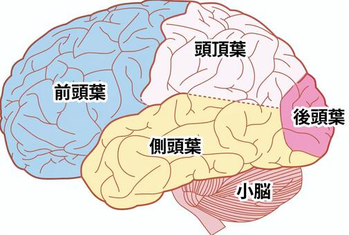 後頭葉イラスト｜無料イラスト・フリー素材なら「イラストAC」