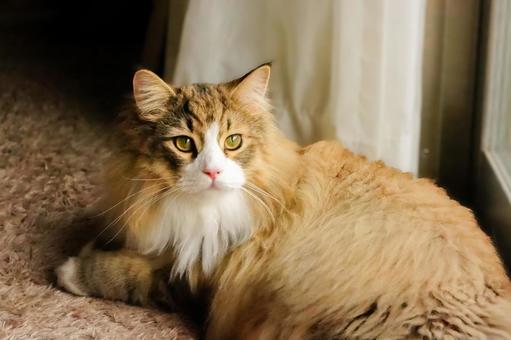 見返り美人な猫の写真素材｜写真素材なら「写真AC」無料（フリー