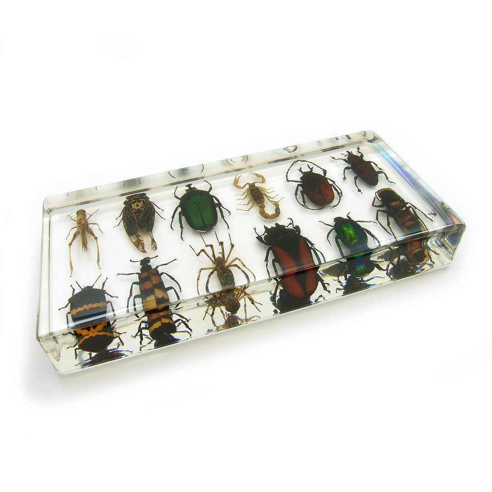 楽天市場】昆虫 標本（ホビー）の通販