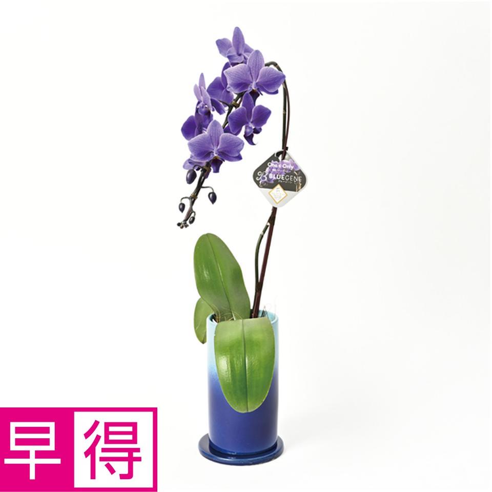 楽天市場】胡蝶蘭 ブルージーンの通販