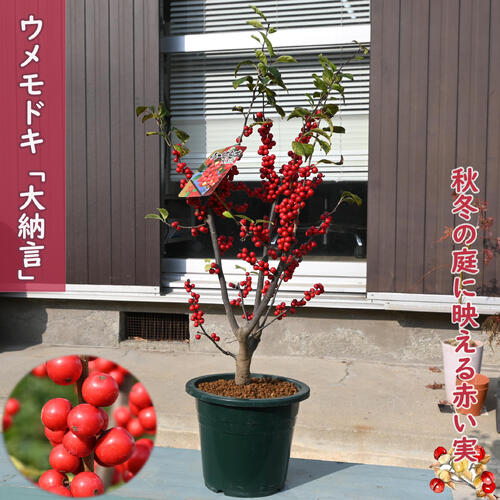 楽天市場】ウメモドキ（種類（植物）ウメモドキ（梅もどき））（花