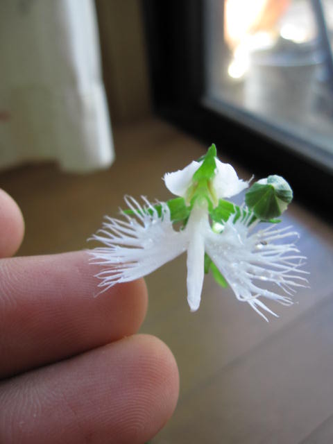 楽天市場】サギソウ の 種の通販