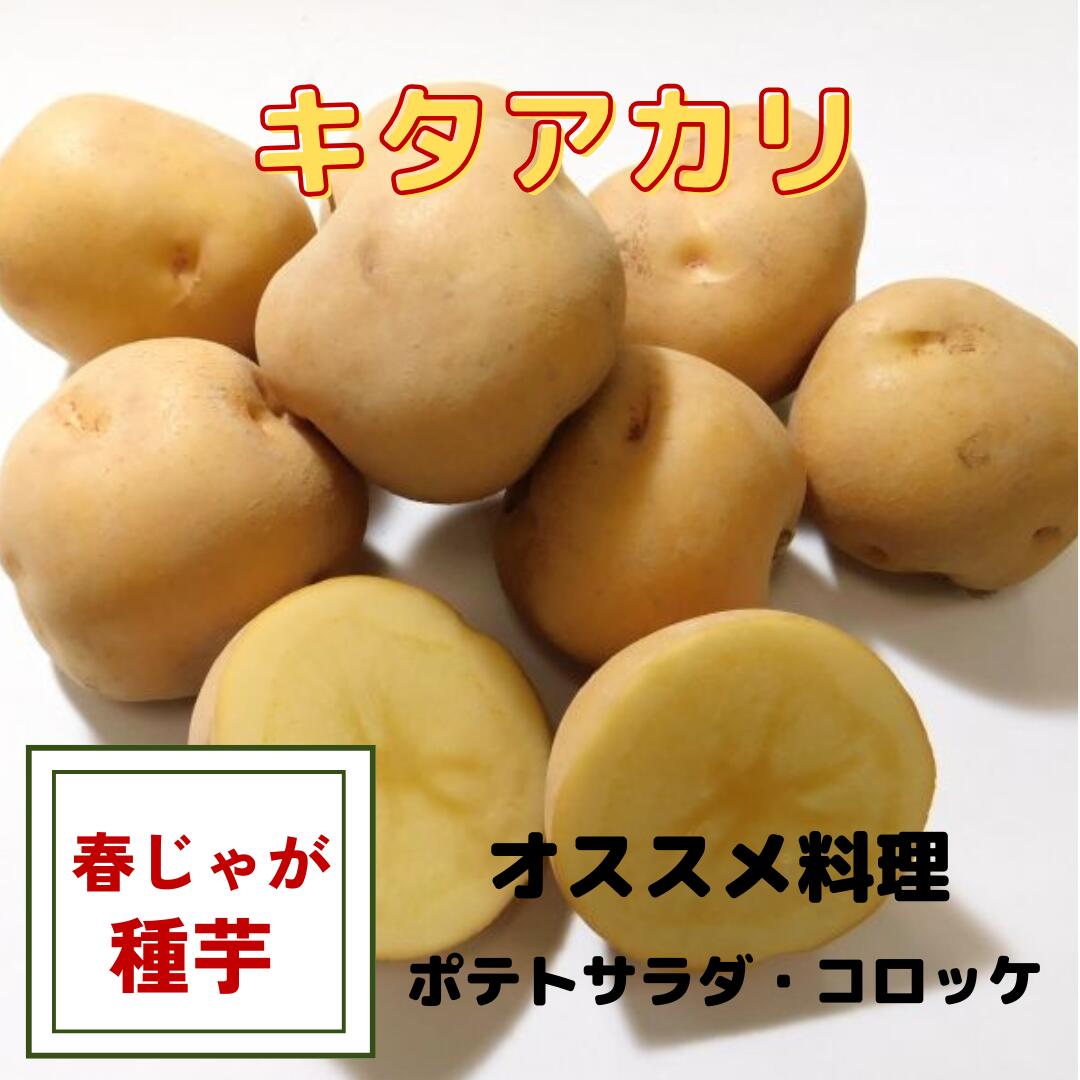 楽天市場】レッドムーン じゃがいも 種芋の通販
