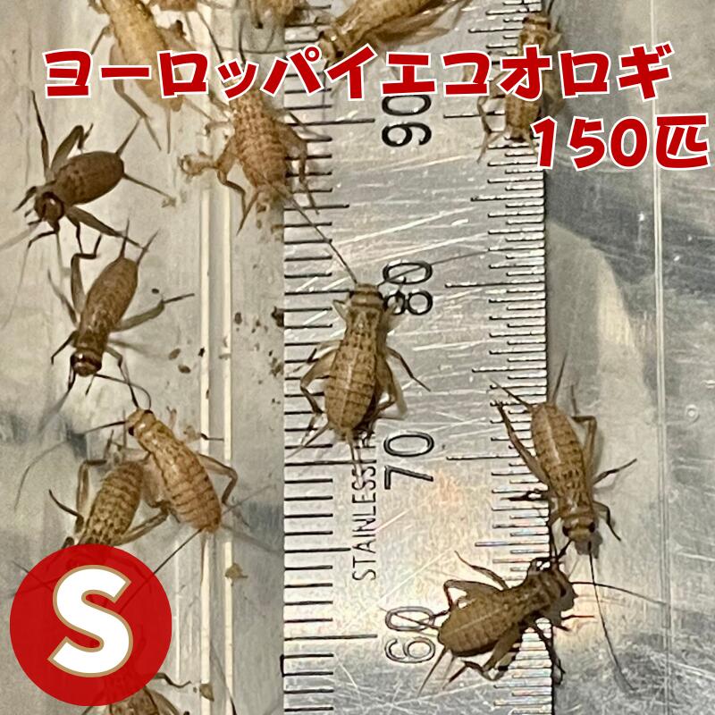 楽天市場】フトアゴヒゲトカゲ コオロギの通販