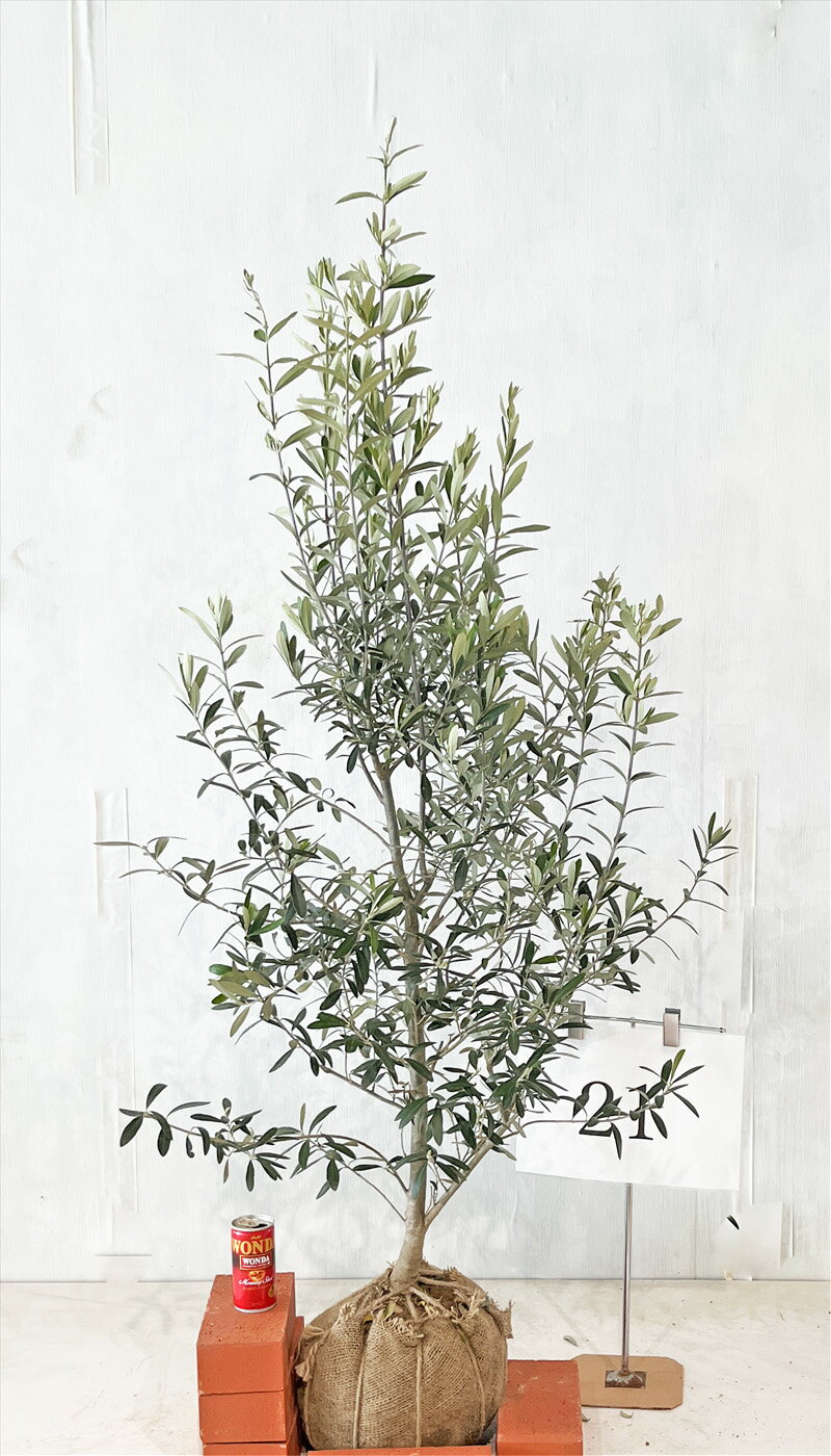 オリーブの木【引取り限定】 オリーブの木【引取り限定】