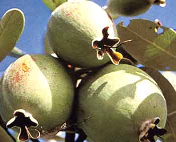 楽天市場】フェイジョア 鉢植えの通販