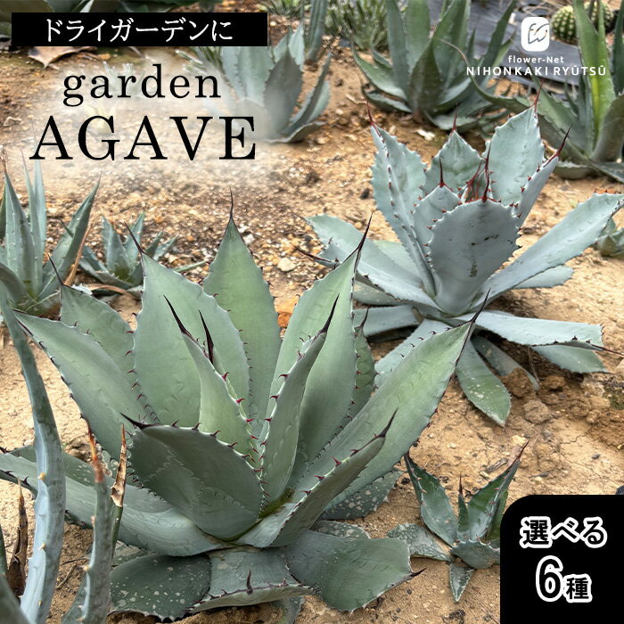 楽天市場】アガベ パラサナの通販