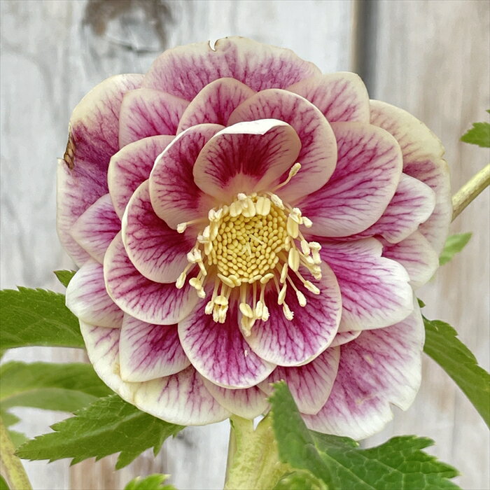 この後20時〜♪＊広瀬園芸さんのソレイユが販売されます♡ | ꧁癒しの庭꧂