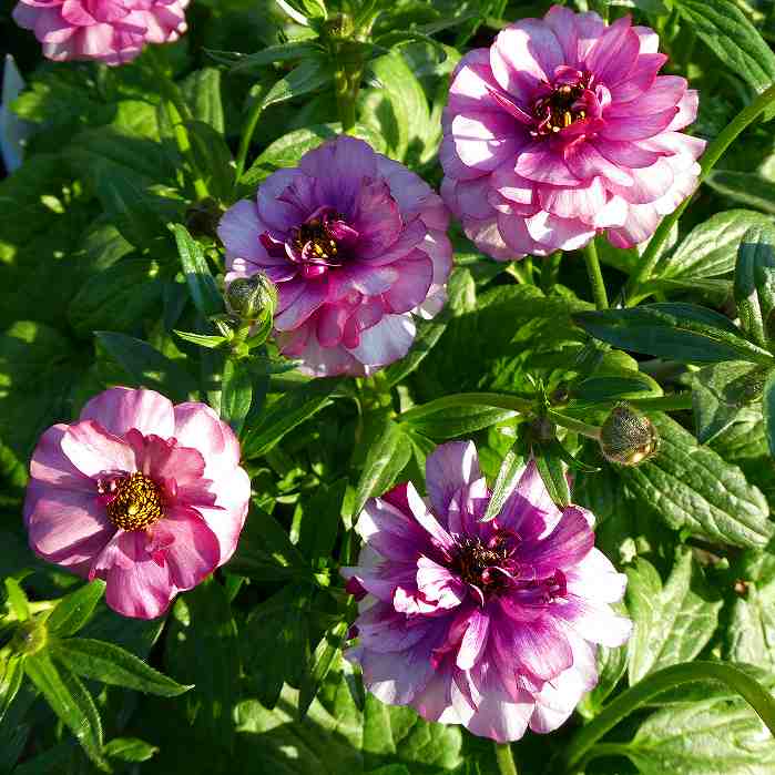 楽天市場】ラナンキュラス ラックス（花の苗物｜苗物）：ガーデニング