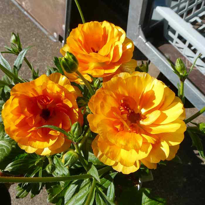 楽天市場】ラナンキュラス ラックス（花の苗物｜苗物）：ガーデニング