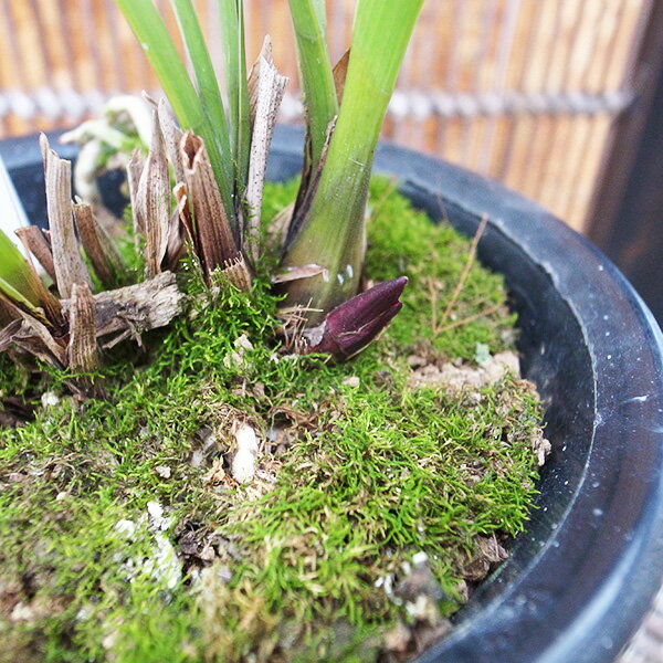 花芽付きキンリョウヘン2鉢日本蜜蜂の蜜蝋(60〜80g)サービス