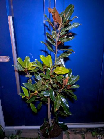 ト*ト様 タイサンボク ケイパレス 楽天市場】タイサンボク ケイパレス