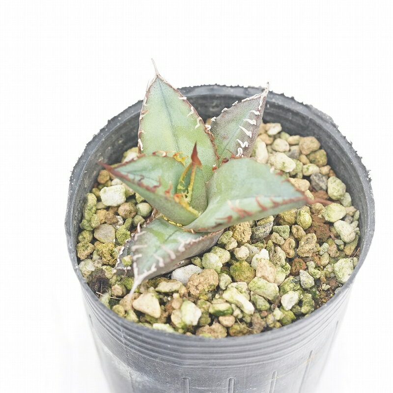 楽天市場】アガベ チタノタの通販