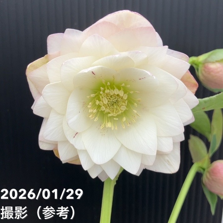 楽天市場】クリスマスローズ 横山の通販