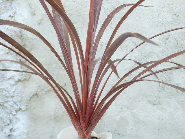 楽天市場】コルジリネ（花・観葉植物｜花・ガーデン・DIY）の通販