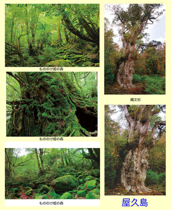 楽天市場】屋久島 ポストカードの通販