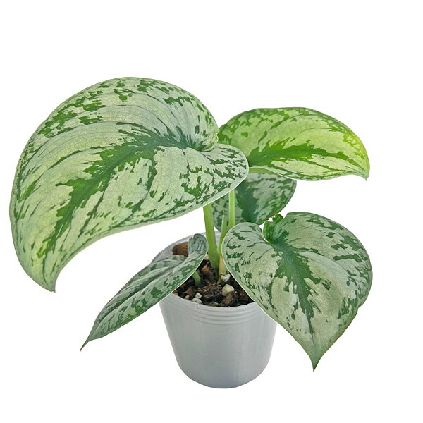 楽天市場】スキンダプサスの通販