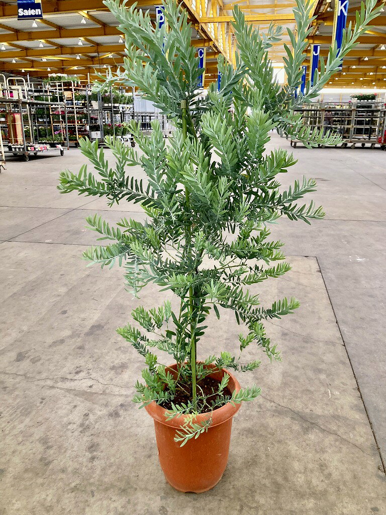 楽天市場】ブルーブッシュの通販