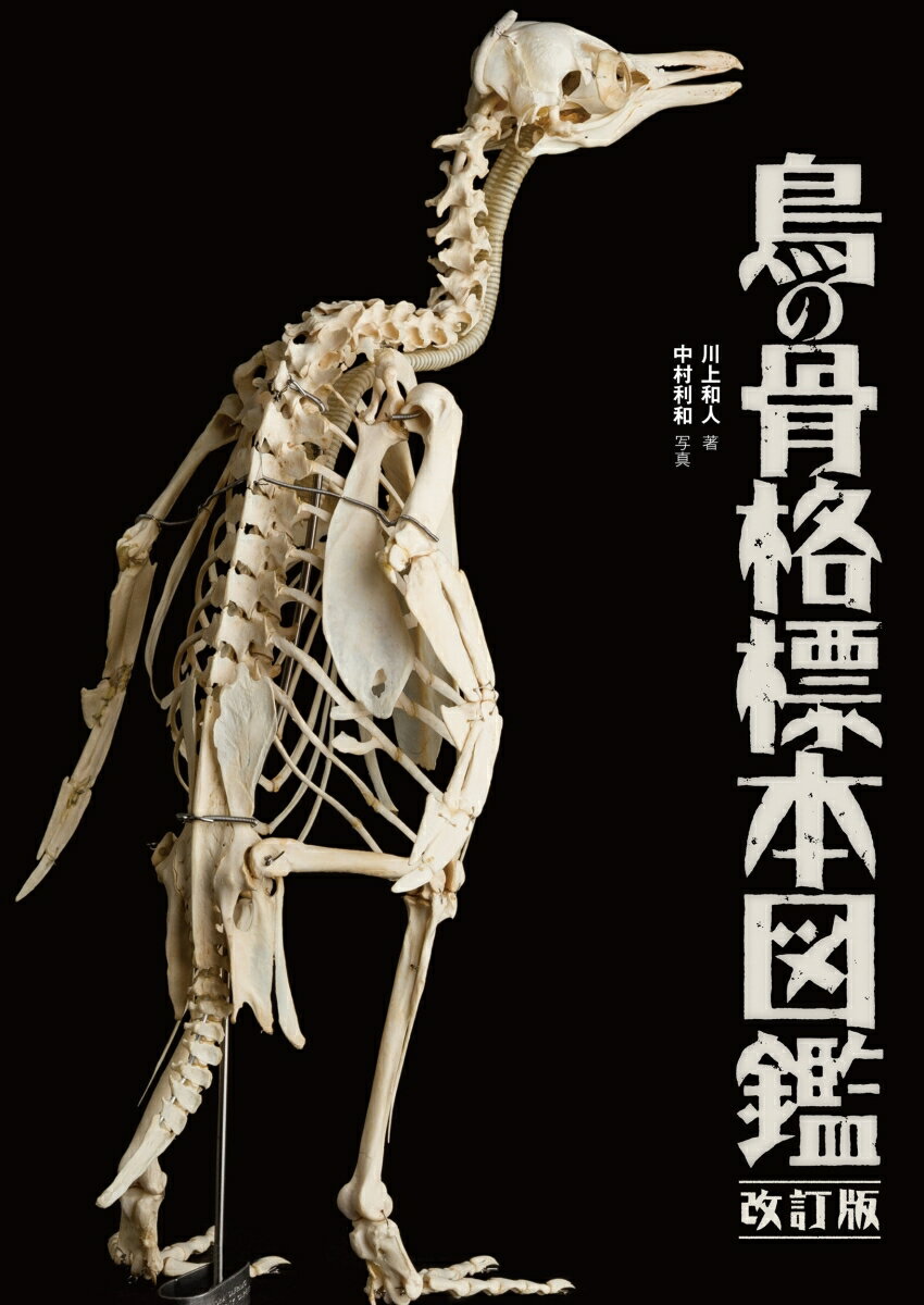 楽天市場】骨格標本 動物の通販