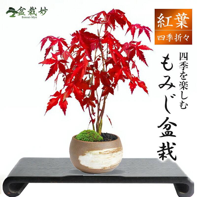 楽天市場】イロハモミジ盆栽の通販