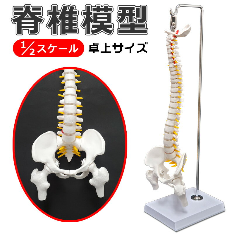 楽天市場】骨格模型 脊柱の通販
