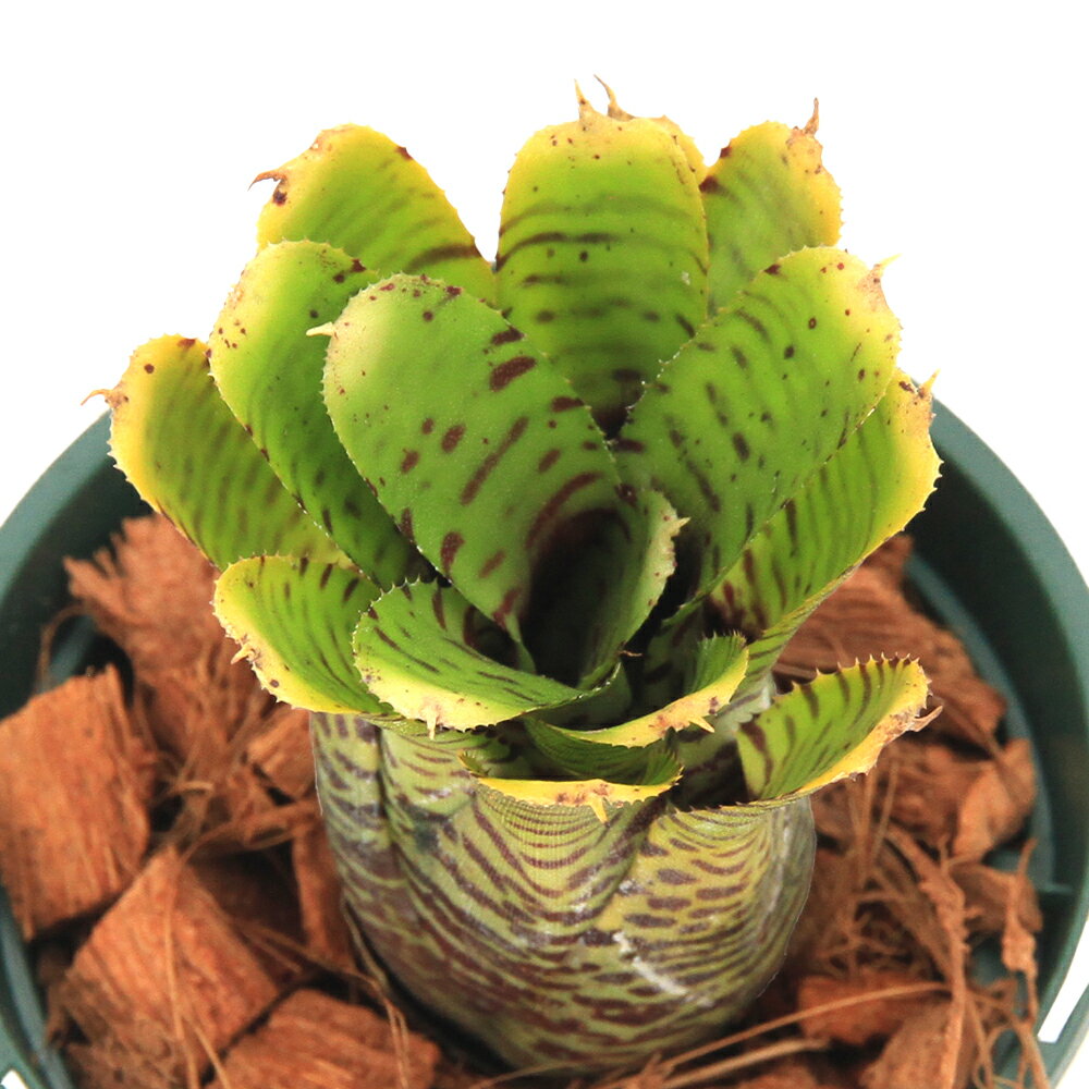 楽天市場】タンクブロメリアの通販