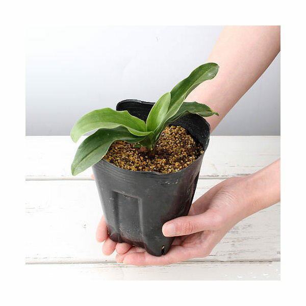 楽天市場】万年青 オモト（サイズ（植木鉢）4 ～ 6号）の通販