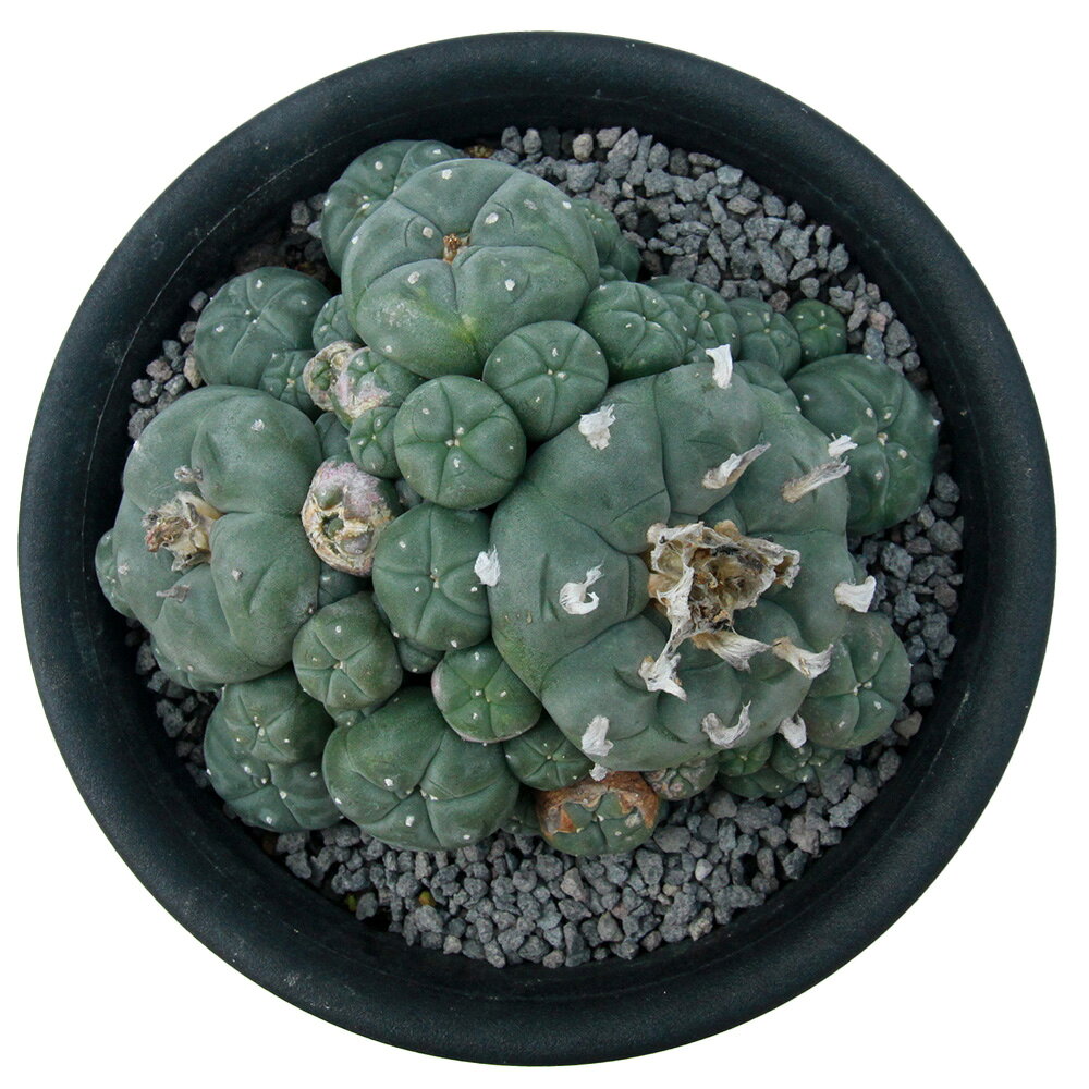 楽天市場】ロフォフォラ◇烏羽玉の通販