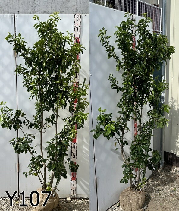 楽天市場】雄 ソヨゴの通販