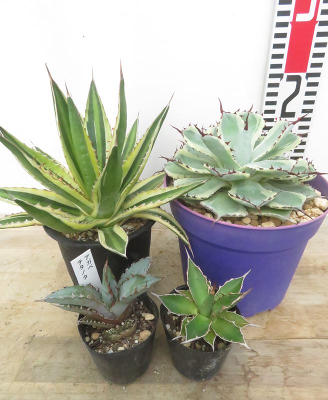 楽天市場】アガベ セットの通販
