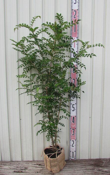 楽天市場】シマネトリコの通販