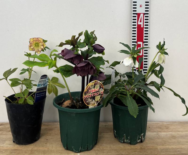 楽天市場】クリスマスローズ お買い得 セットの通販