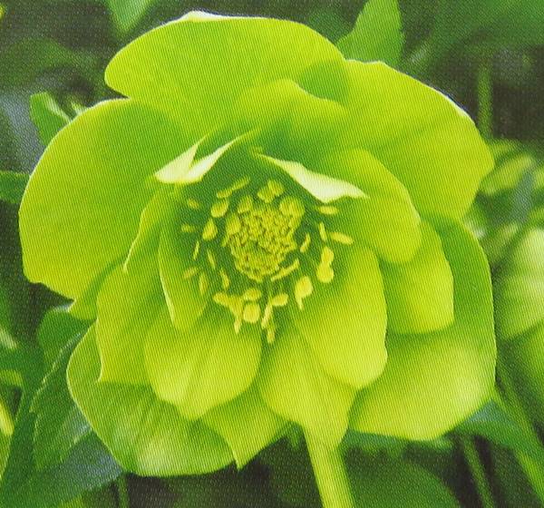 楽天市場】クリスマスローズ グリーンゴールドの通販