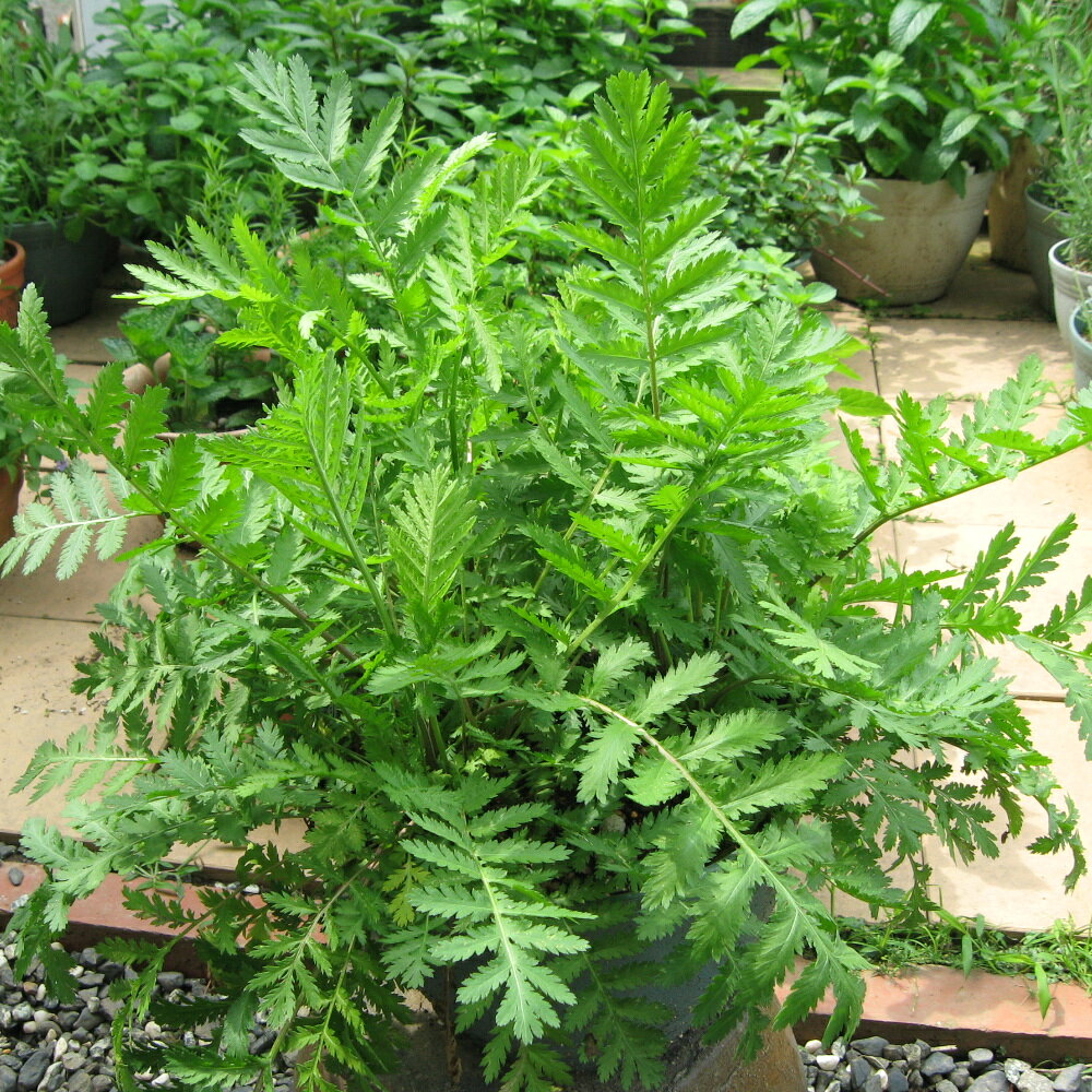 楽天市場】星タンゴール 苗の通販