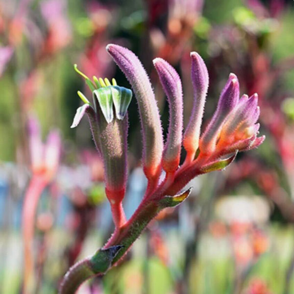 楽天市場】カンガルー ポーの通販