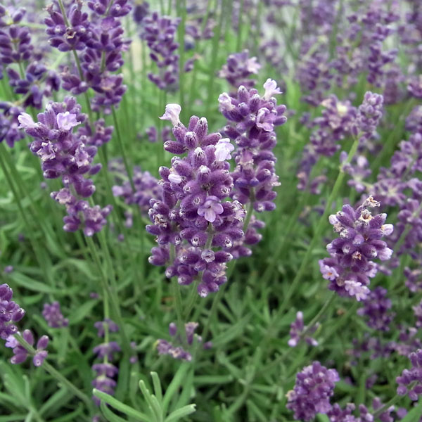 楽天市場】ラベンダー アングスティフォリア 苗の通販
