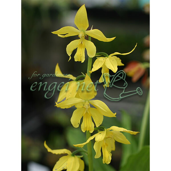 楽天市場】黄エビネの通販