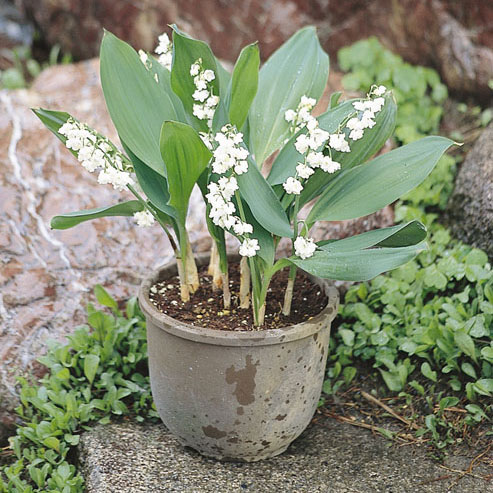 楽天市場】ドイツスズラン 苗の通販