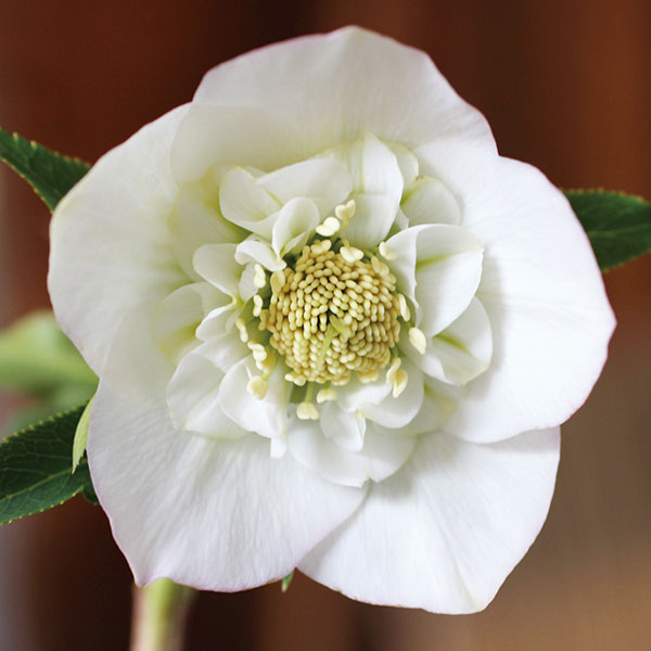 楽天市場】クリスマスローズ ホワイトゴールドの通販