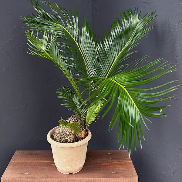 楽天市場】ソテツ 金環の通販