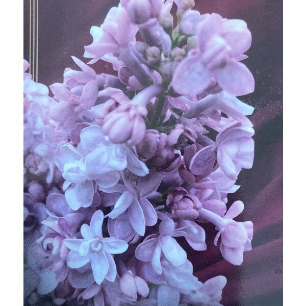 楽天市場】ライラック 八重の通販