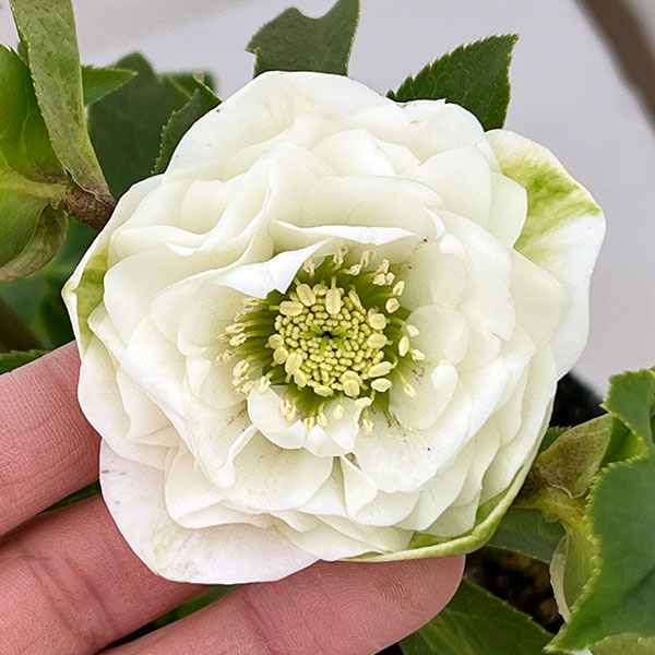 楽天市場】横山園芸 クリスマスローズの通販