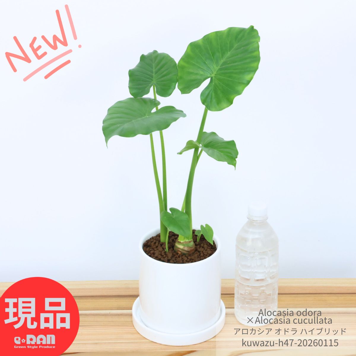 楽天市場】モンステラ クワズイモの通販