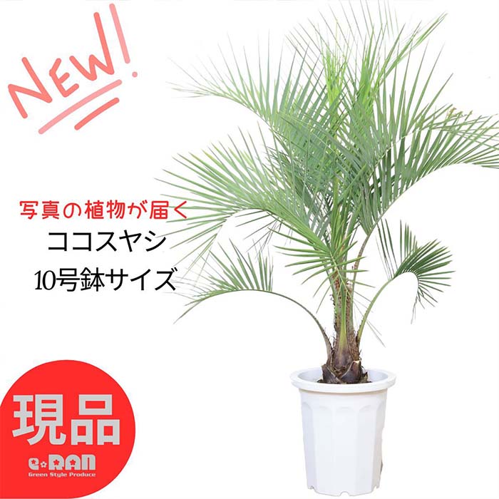 楽天市場】ココスヤシ（サイズ（植木鉢）10 ～ 12号）（観葉植物｜花