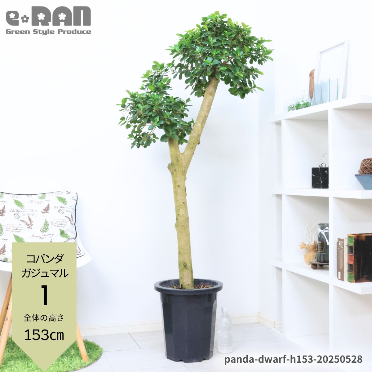 パンダガジュマル コパンダ接木 8号サイズ imgrc0113631700.jpg