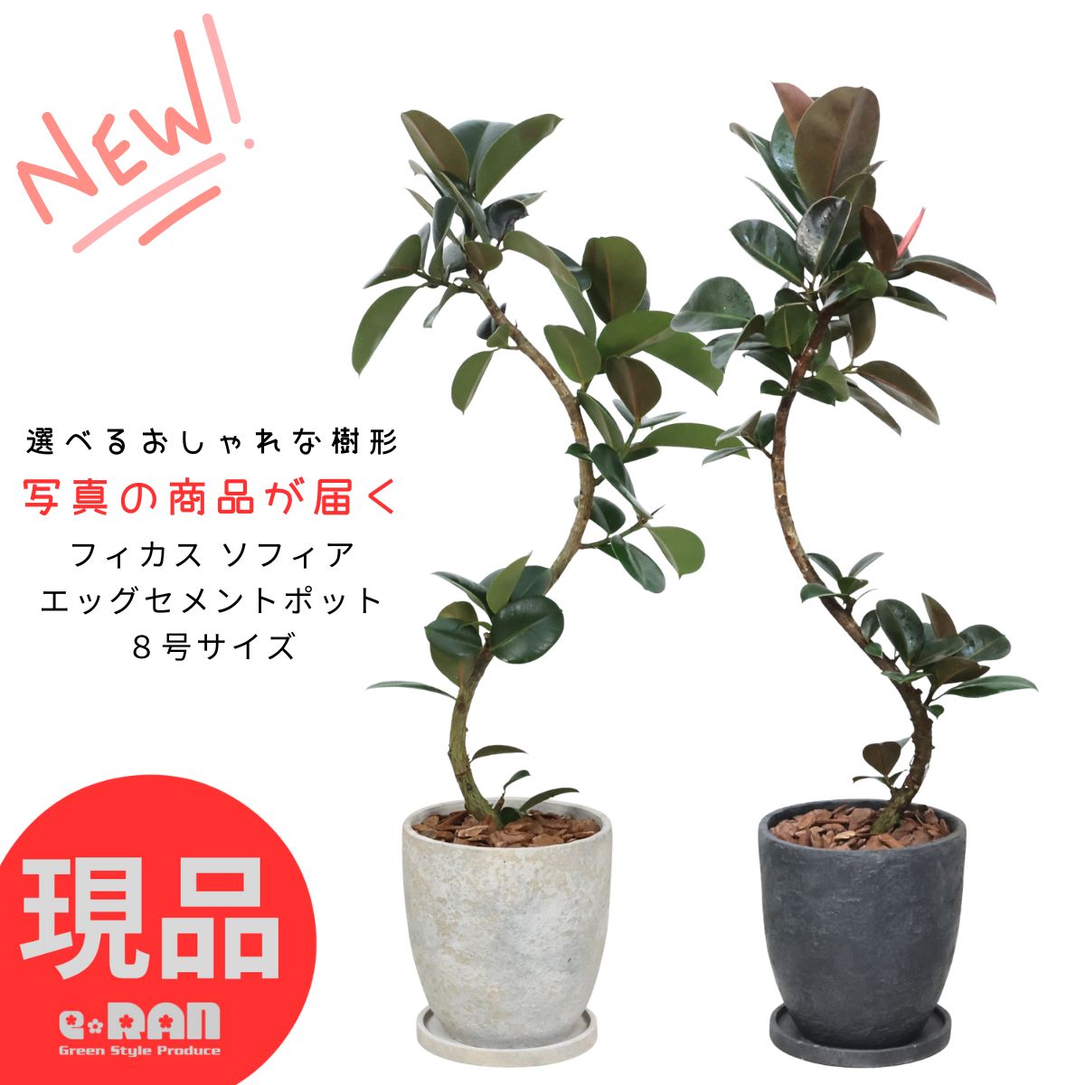 楽天市場】フィカス アフリカンプリンス（花・観葉植物｜花・ガーデン