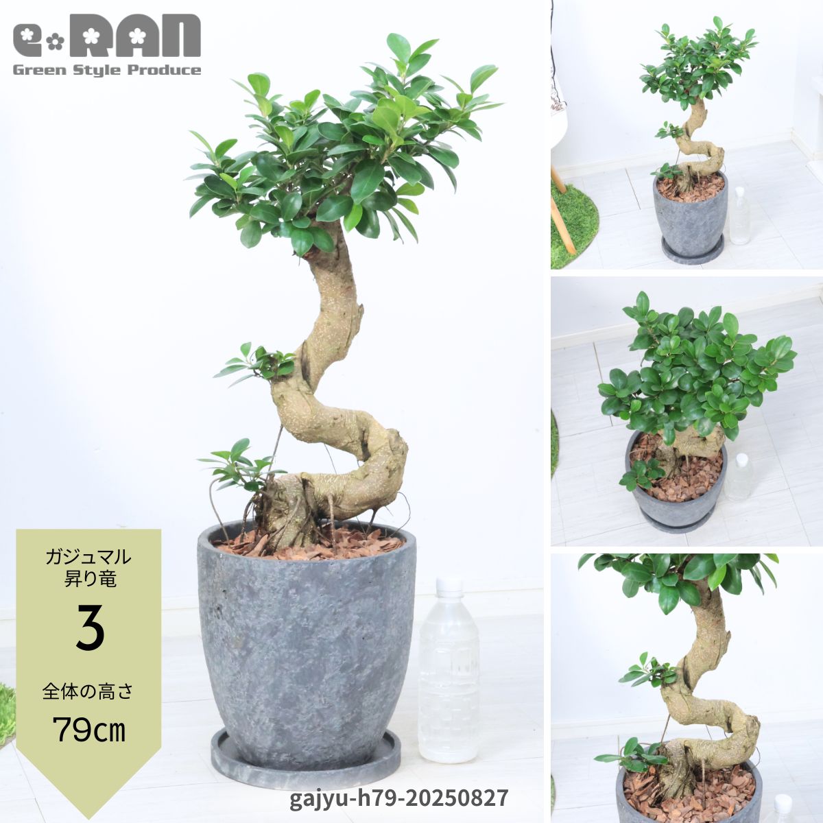 希少！ 太幹 曲がり 昇り龍ガジュマル 根上りガジュマル7号 希少！ 太