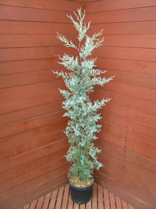 楽天市場】コニファー ブルーアイス 販売の通販