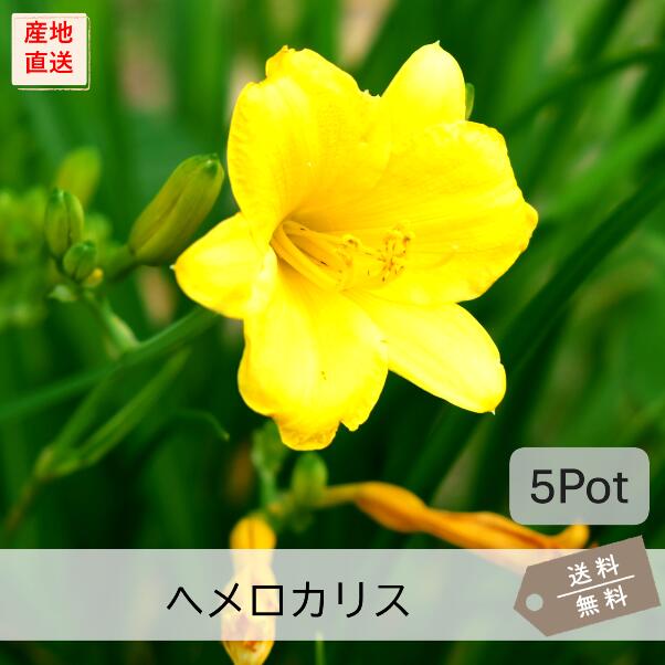 楽天市場】ヘメロカリス（カラーイエロー）（ガーデニング・農業｜花