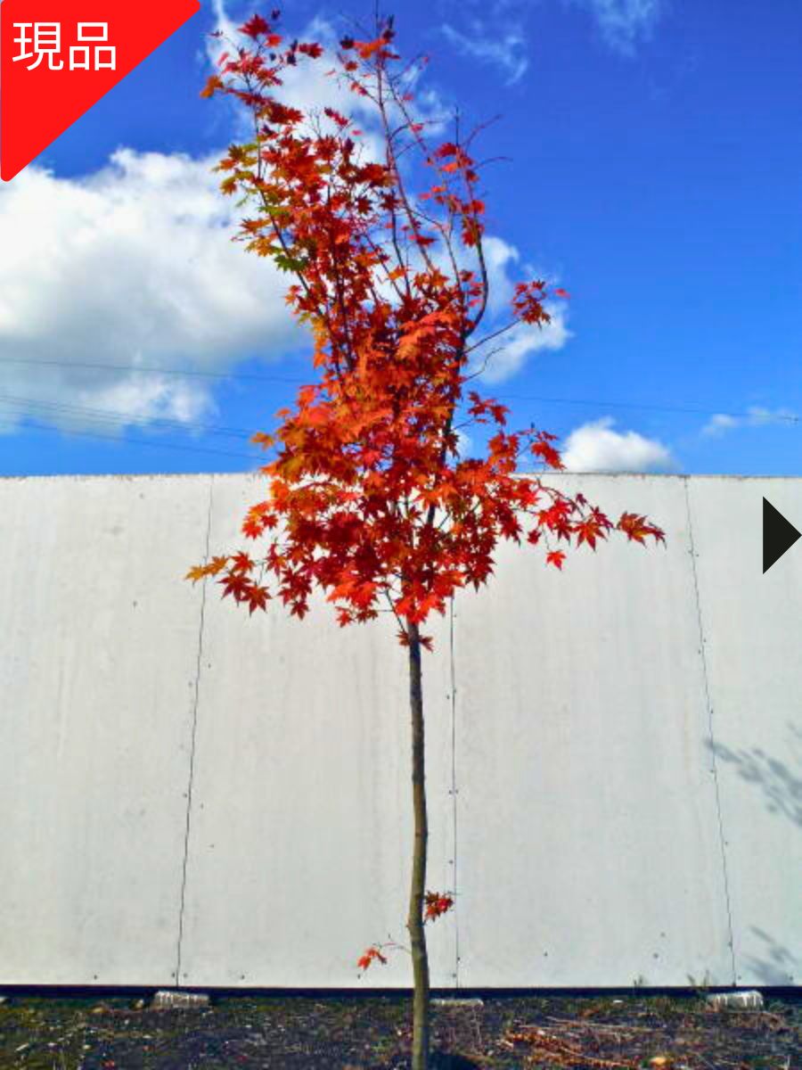 楽天市場】ハウチワカエデ 株立（種類（植物）カエデ）の通販